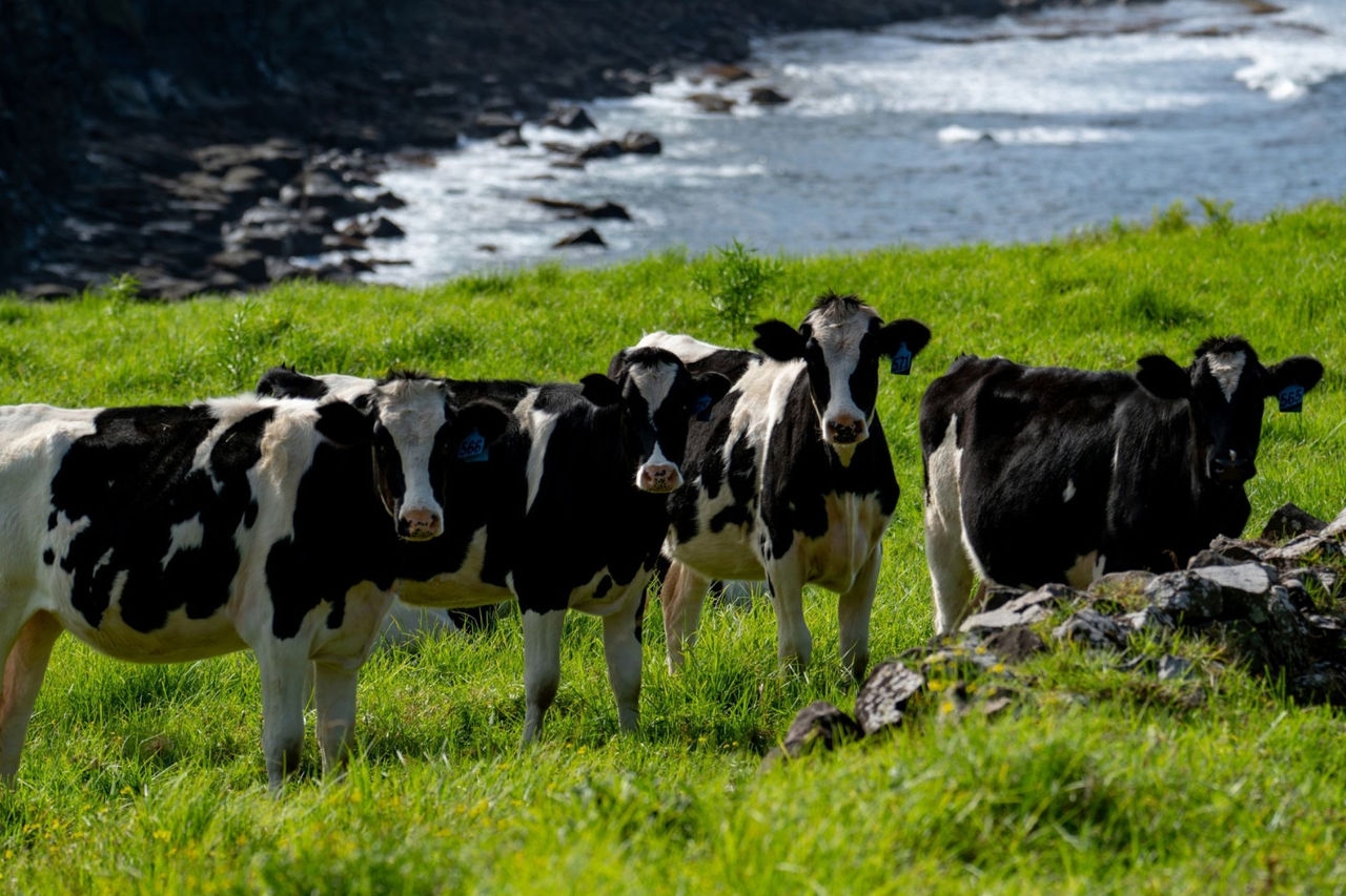 Dairy cattle grazing on coastal pasture at Ocean Farm in Gerringong, New South Wales