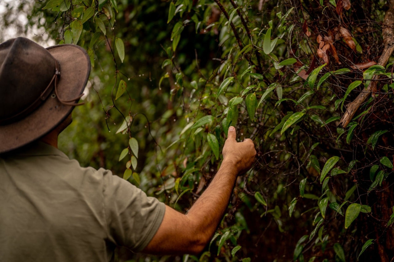 Foraging native sarsaparilla for Native Botanical Brewery