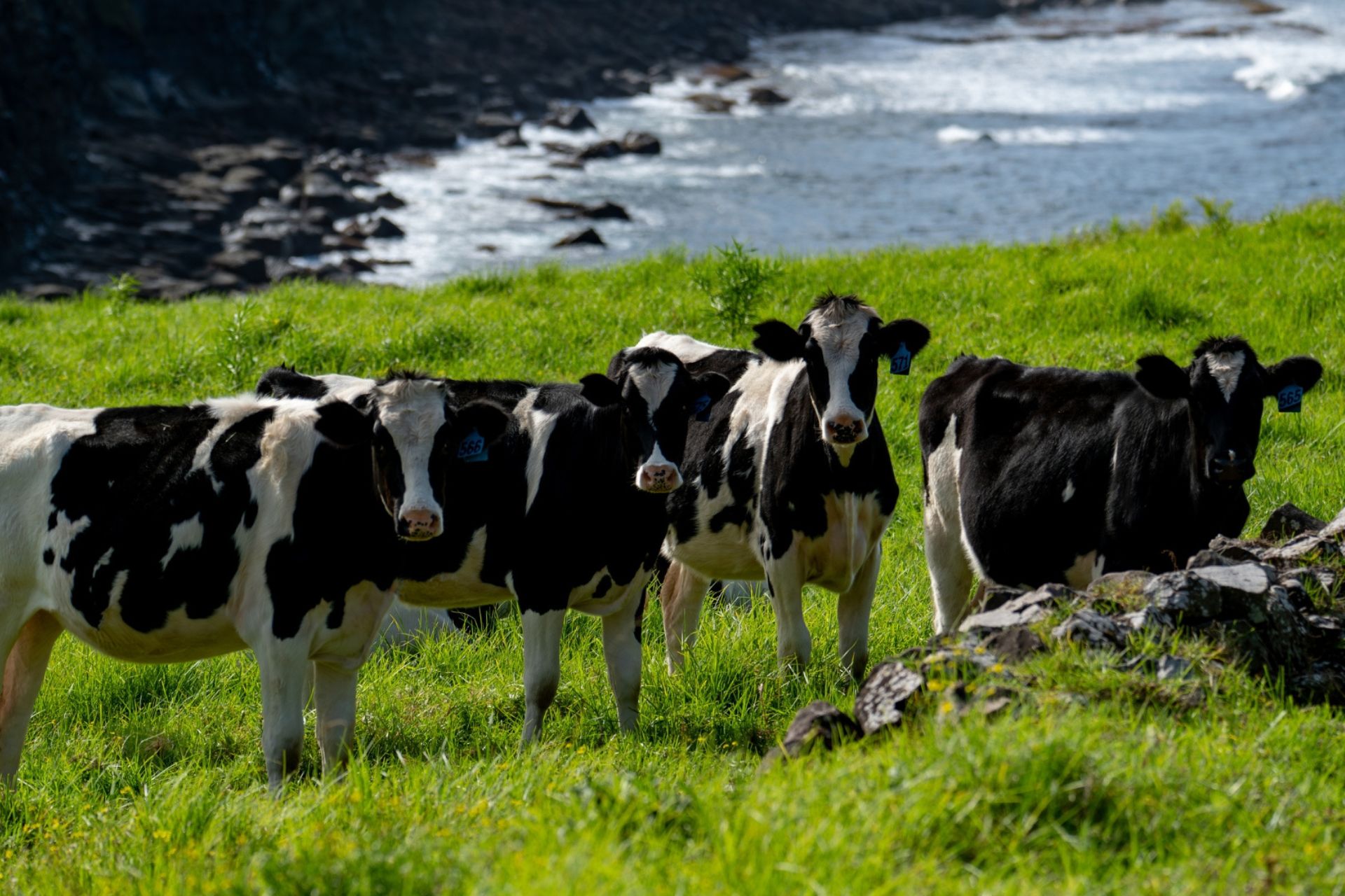 Dairy cattle grazing on coastal pasture at Ocean Farm in Gerringong, New South Wales