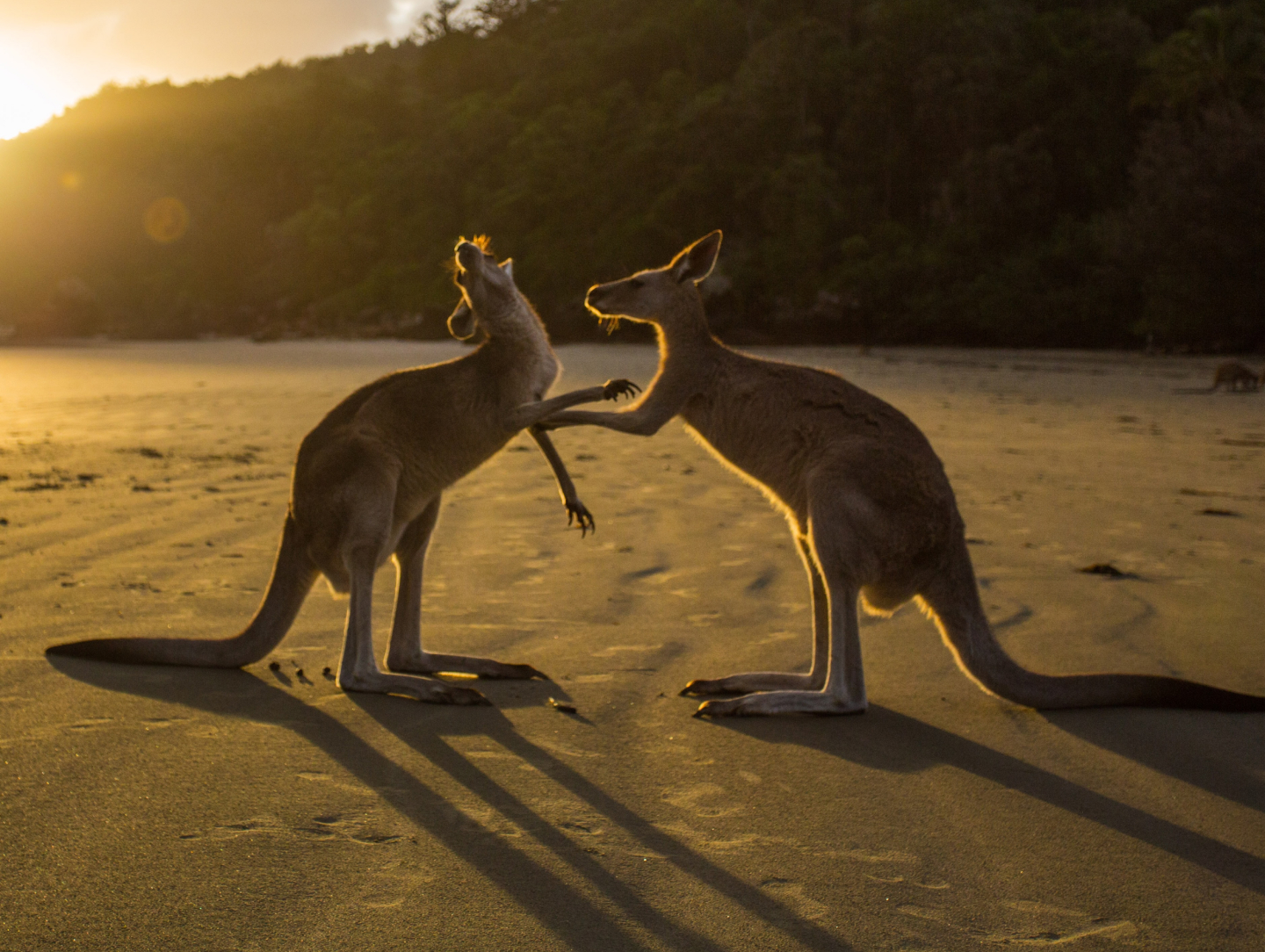 2 kangaroos on a beach at sunset