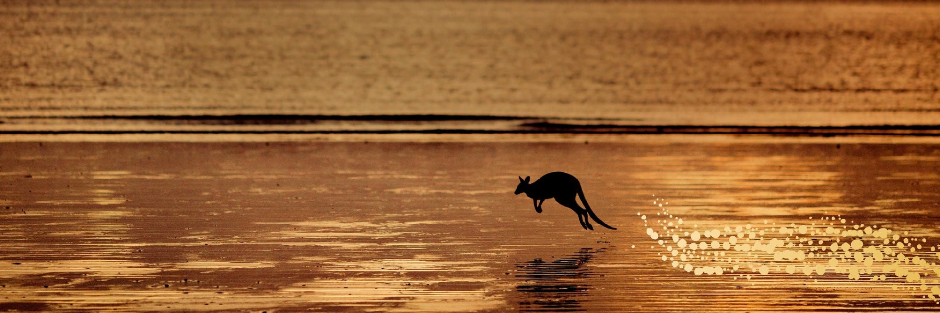 Kangaroo hoping along a beach at sunset